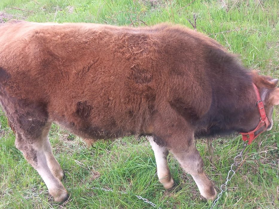 Vând o junica și un junc de 8 luni se pot vinde și separat