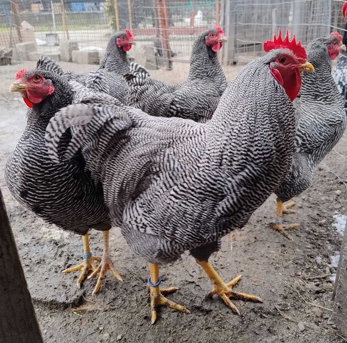 10 pui de gaina Plymouth Rock Barat