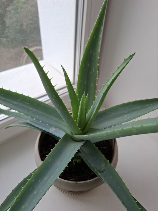 Продам алое вера возраст 3 года