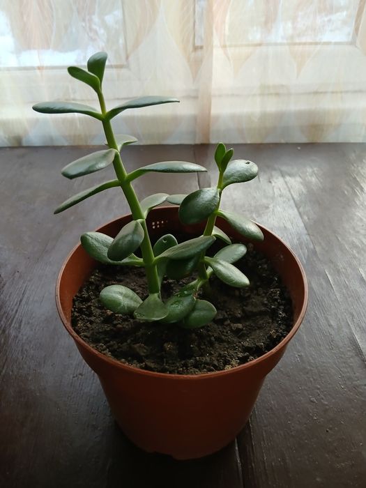 Продам цветы комнатные