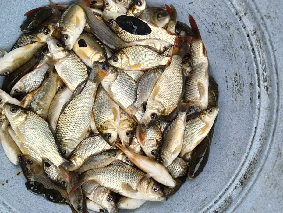 Crap Salbatic vara a 1 a 2025