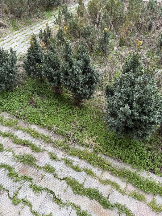 Куп йили шамшод кучатлари сотилади