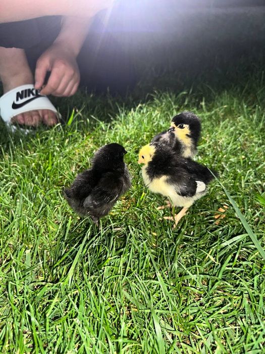 Jaydari jo‘jalardan sotuvda mavjud