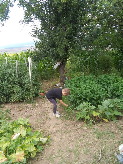 продавам къща с. Ново  Янково