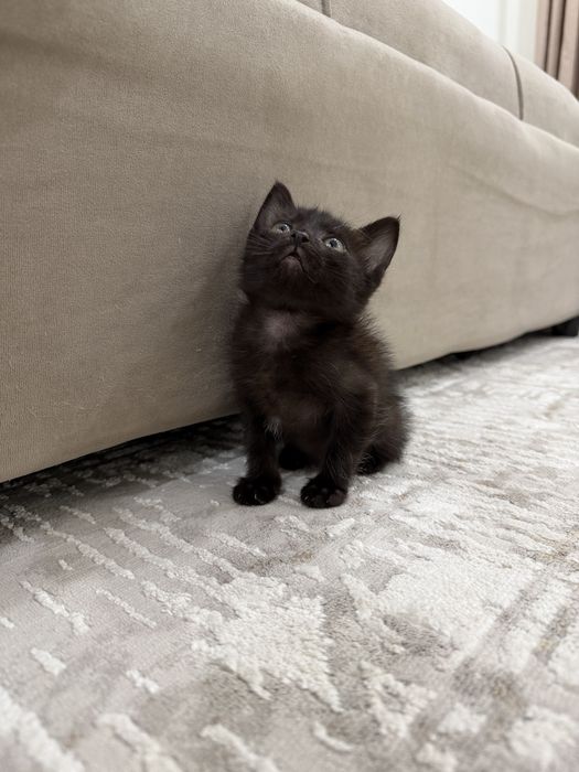 Котята в добрые руки!