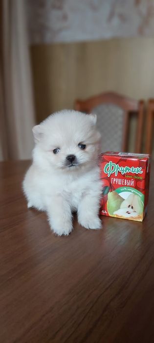 Шпицы кремовые девочки и мальчики