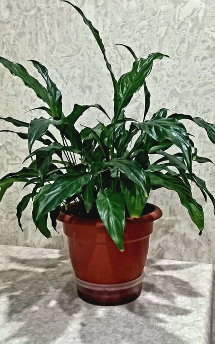 Продам цветок "Женское счастье"