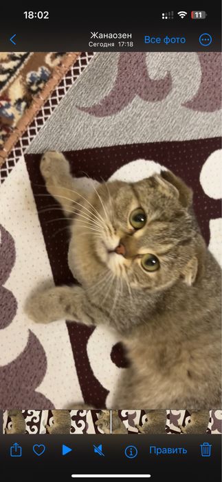 шатлански кошка1