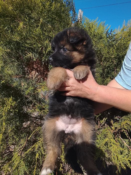 Щенки немецкой овчарки