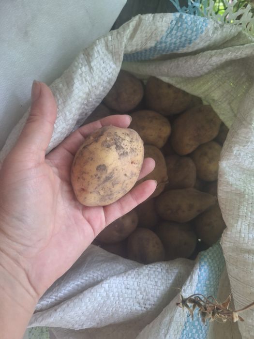Продам картофель