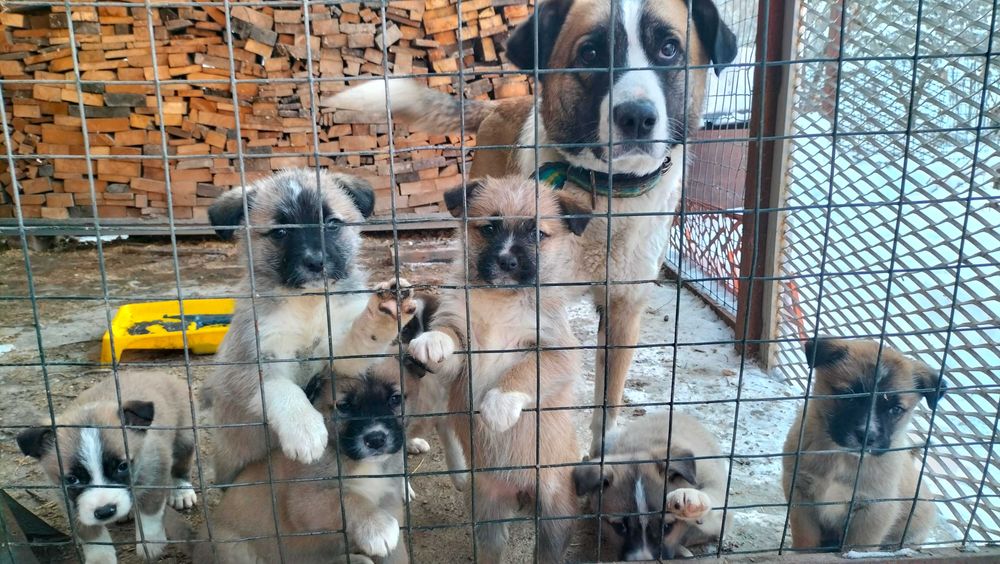 Щенята бесплатно