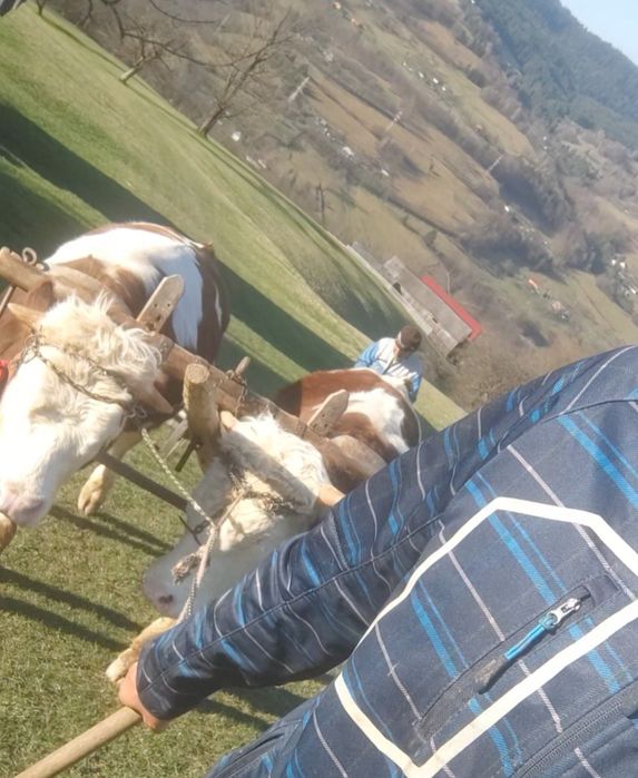 Junci de vanzare