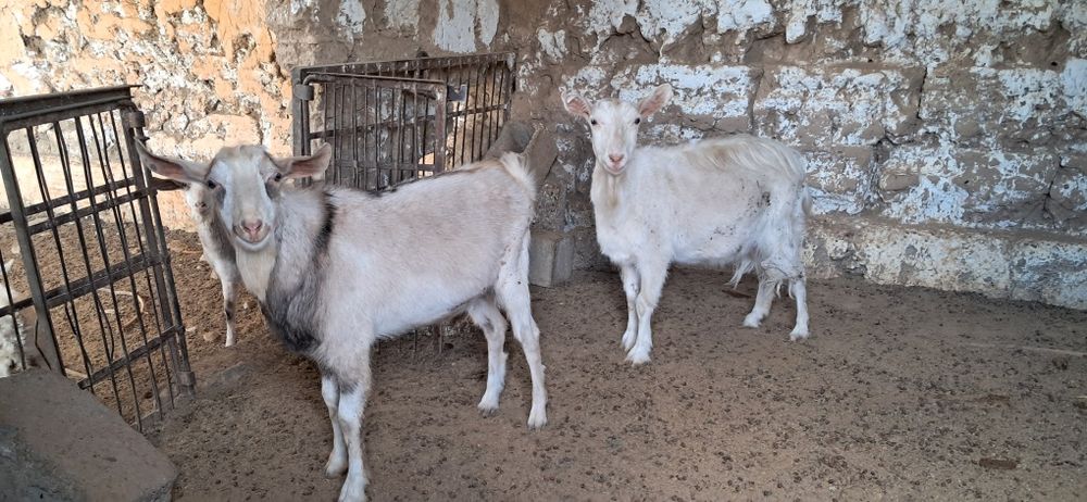 Орыс ешкі сатылады