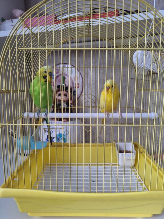 Продам  двух попугаев