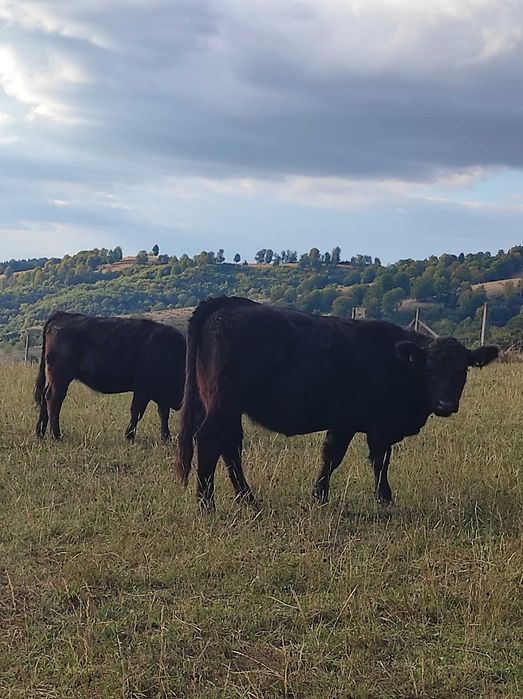 Se vând 8 juninci Angus cu certificat, foarte frumoase
