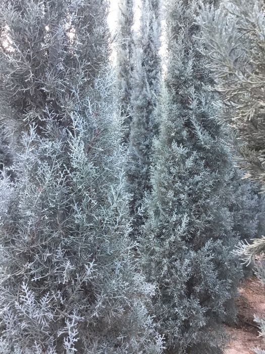 Мұсылмандық порно