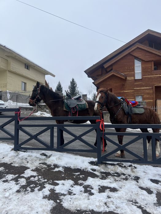 Айгыр, уйыр корген