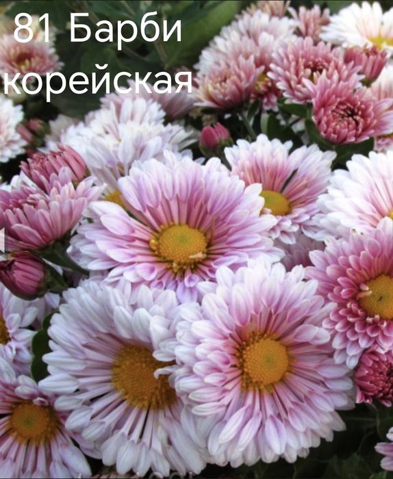 Продам Хризантемы