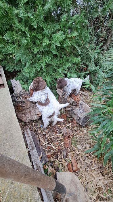 Лагото Романьоло