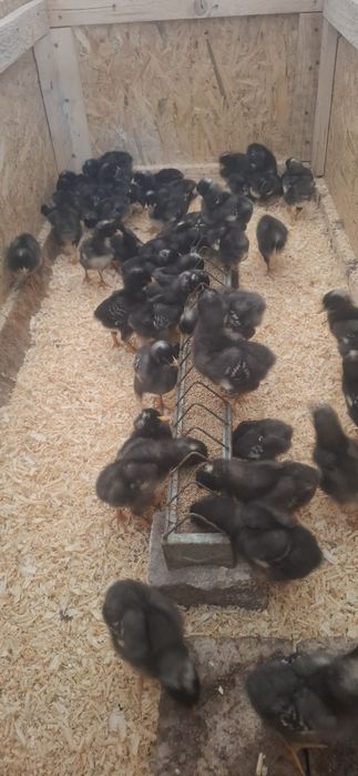 Pui Australorp și Plymouth