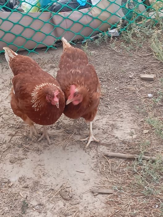 Ломан Браун продам