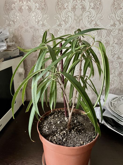 Фикус Бенедика Али 25 см