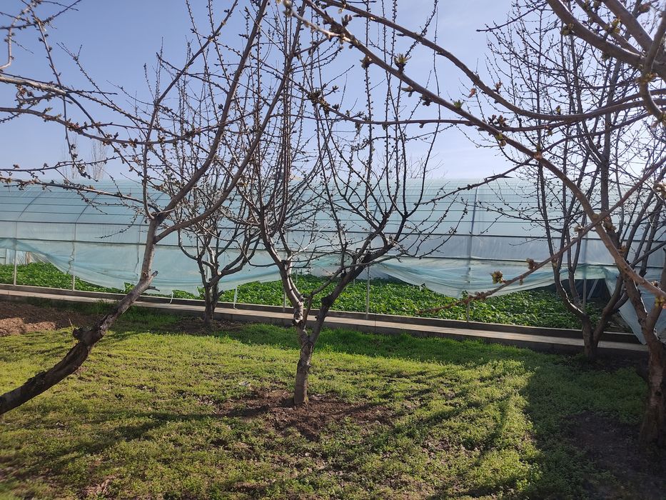 Parnik Issiqxona Teplitsa