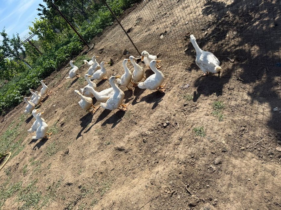 Rațe pekin de vânzare și gâște touse