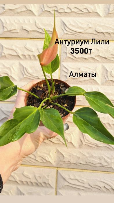 Комнатные растения