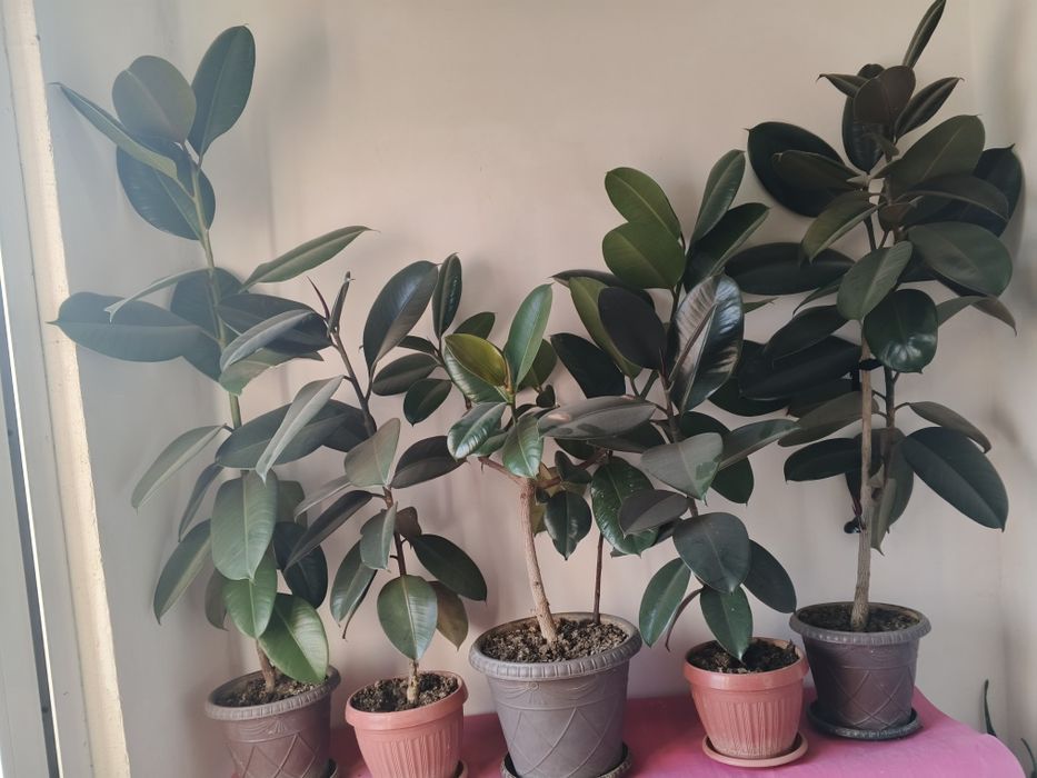 Domashniy gullar sotiladi