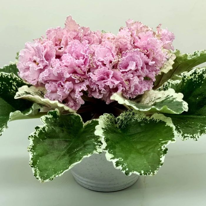 Фиалки сортовые стартеры