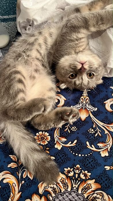шотландский вислоухий (кот)