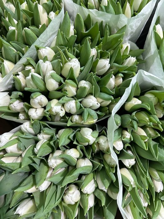 Тюльпаны с доставкой 700