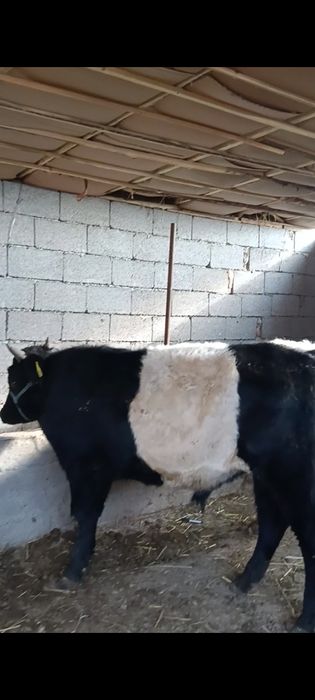 Хорошие    бычки