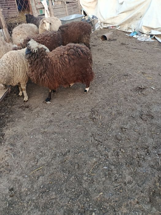 В Продажи Бараны Жирные.