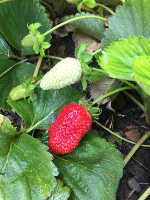 рассада крупноплодной ремонтантной корейской клубники