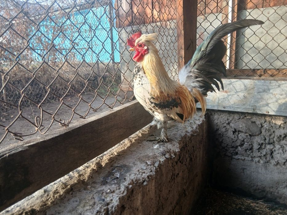 Продам петушка по кличке Григорян
