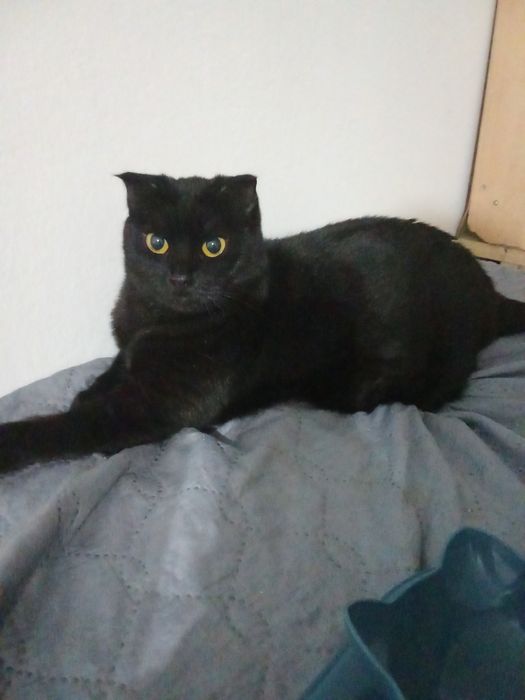 Малышка БАГИРА в семью