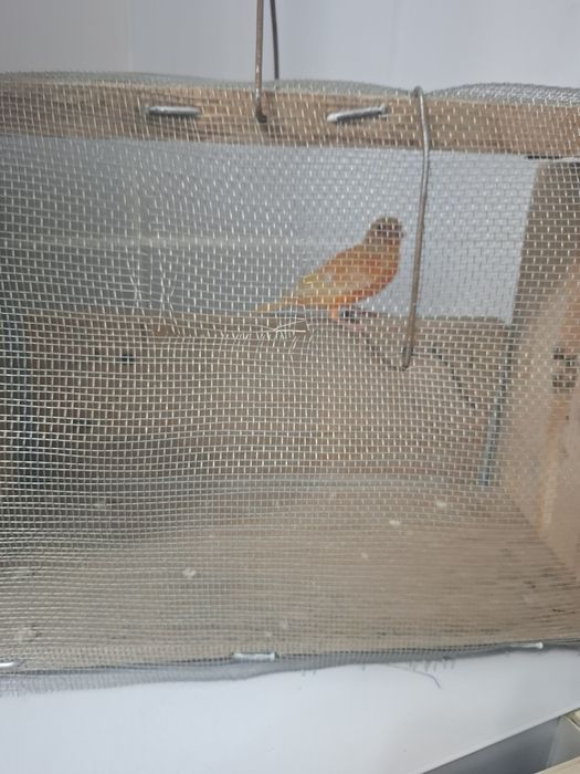 Канареика домашний птицы