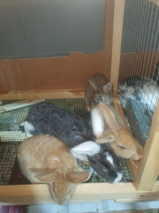 Quyon bolari sotiladi