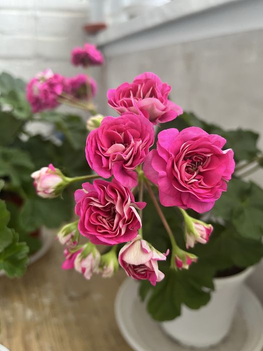 Продам черенки сортовых пеларгоний