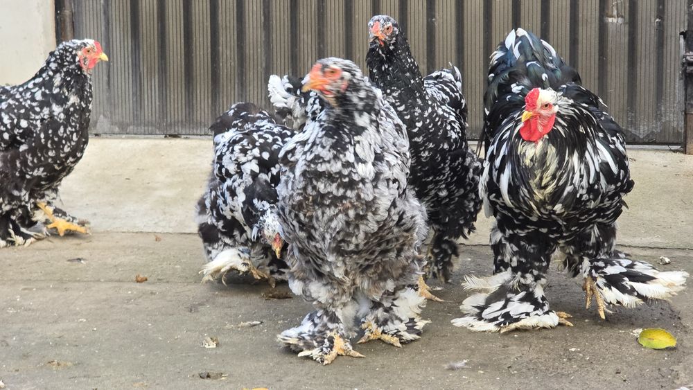 Brahma diferite culori