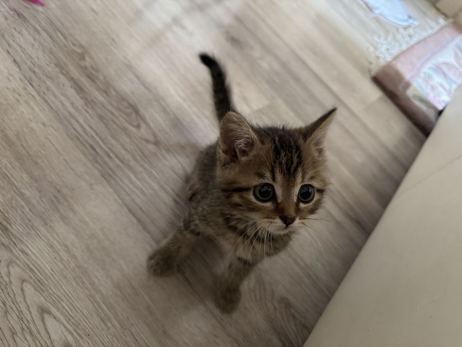 Котенок (3 мес.)