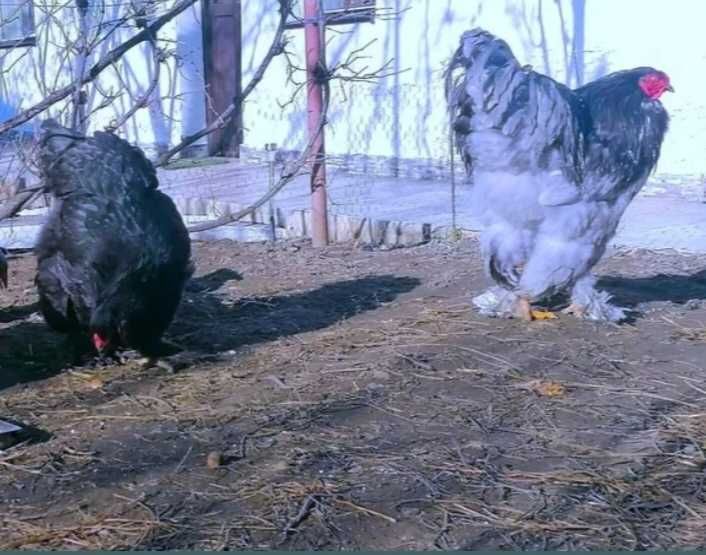 Vând oua brahma pentru incubat