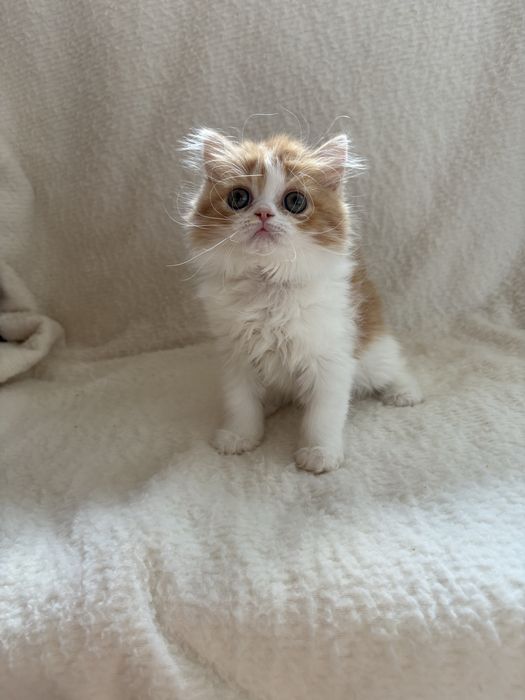 Котята хайленд страйты профессионального питомника