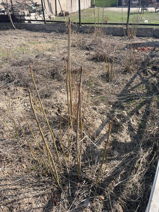 Сожинккий дерево