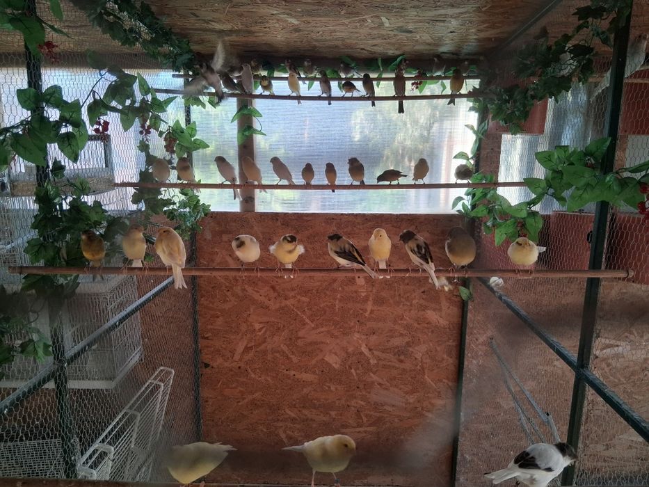 Vând canari de cântec