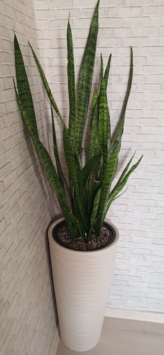 Продам цветок тёщин язык