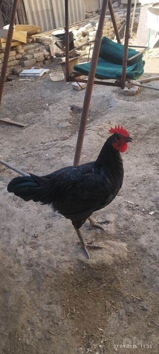Induk xoroz sotiladi