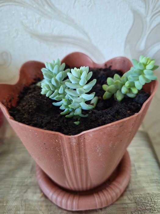 Седум  (очиток) Моргана